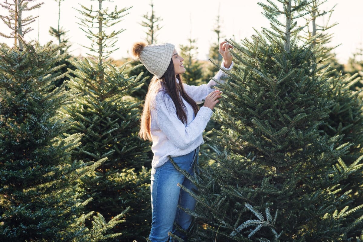 Naturel ou artificiel ? astuces pour bien choisir votre sapin de Noël