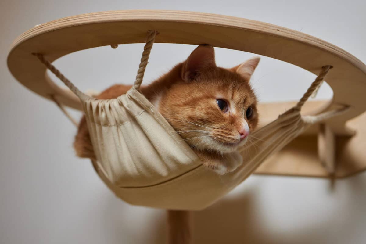 Le chat, maître de l’art du repos, trouve son bonheur dans la simplicité d’un hamac