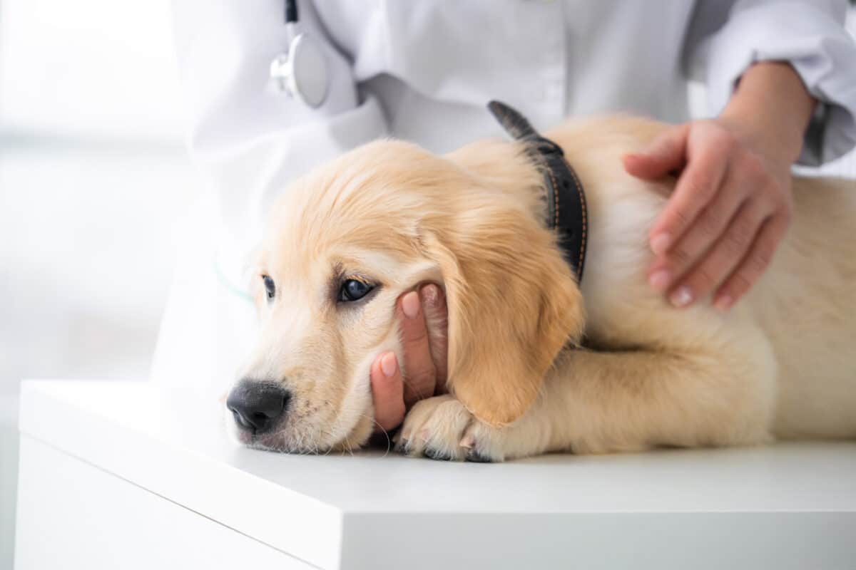 Certains maîtres de chiens ou chats préfèrent attendre un réel consensus scientifique sur la question des pièges à ultrasons : la santé de leur animal prime sur l'éradication des nuisibles