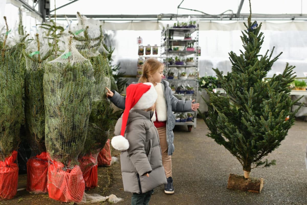 "Petits mains, grand choix : ces enfants captivés par la sélection du sapin parfait, un rituel féerique de Noël