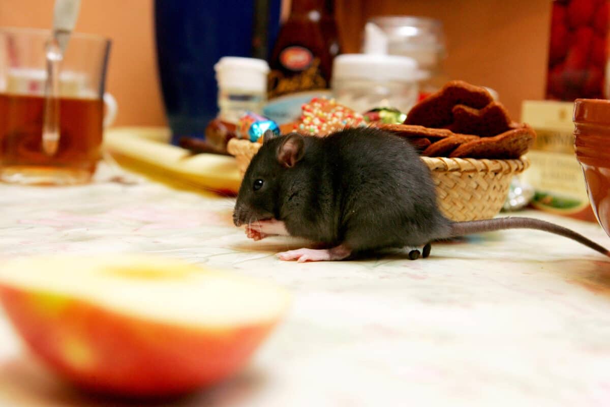 Comment lutter contre les rats : prévention, chimie ou écologie ?