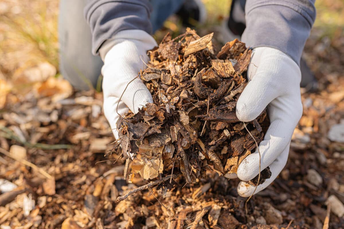 Equilibrer son compost avec des copeaux : la solution naturelle contre les nuisances olfactives
