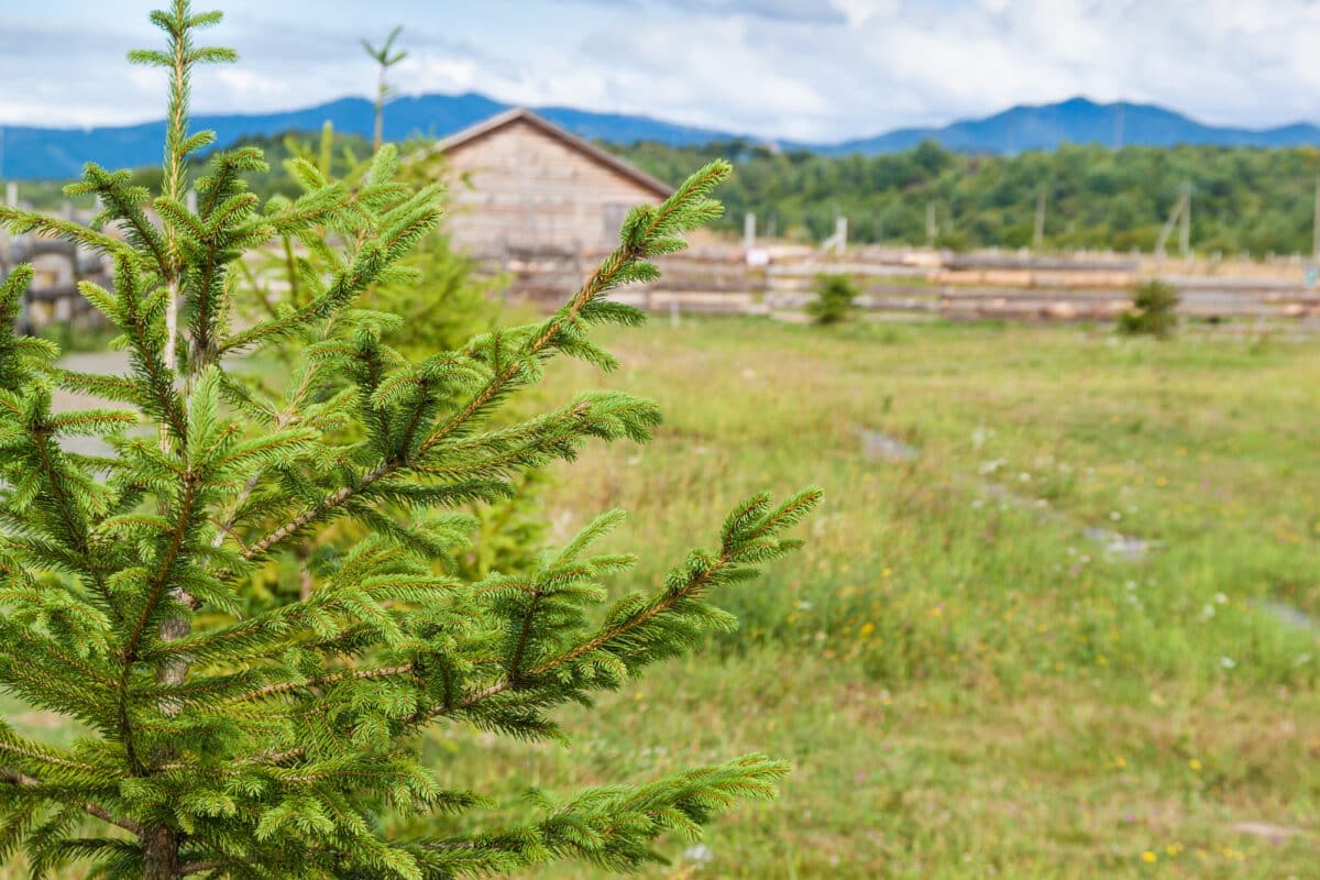 Ce sapin, autrefois centre des festivités, trouve une nouvelle maison dans le jardin, grâce à la préservation de ses racines