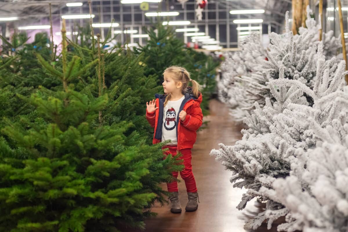 Beauté givrée mais prudence accrue : les sapins floqués présentent un risque d'incendie plus élevé