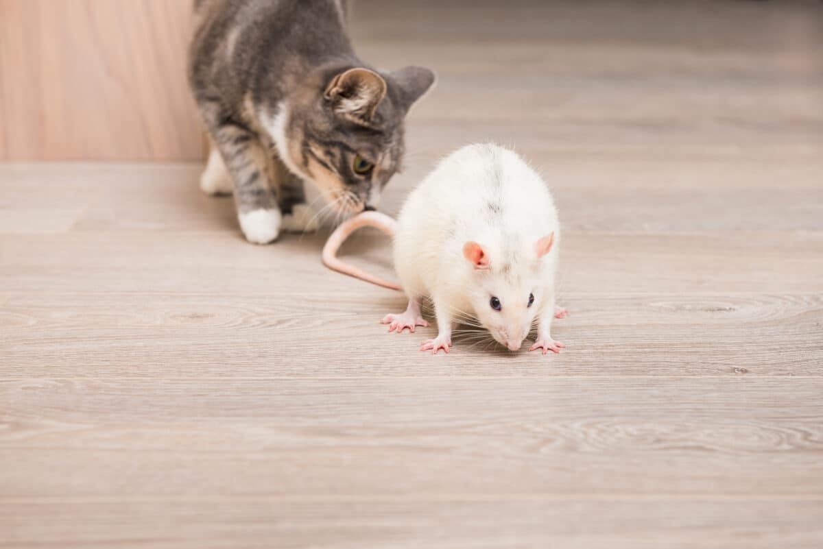 Les appareils ultrasons anti-souris et rats sont-ils dangereux pour les animaux domestiques ?